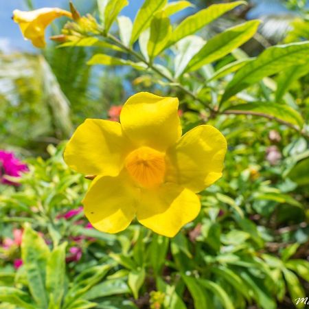 לאס טרנאס Residence Villas Les Hibiscus מראה חיצוני תמונה
