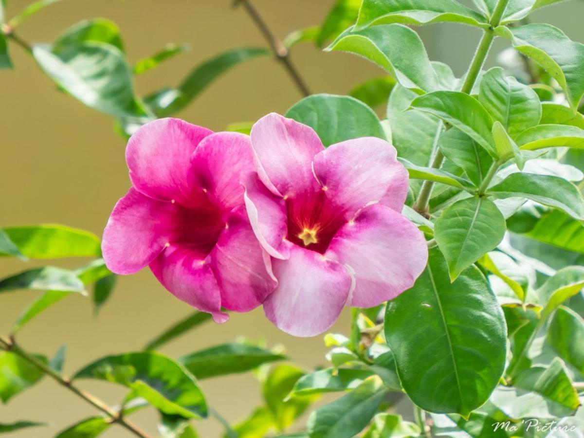 לאס טרנאס Residence Villas Les Hibiscus מראה חיצוני תמונה